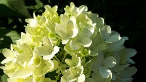 Осенняя обрезка метельчатых гортензий Колорфур Коктейль  и Бобо.