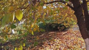 Осенний сад