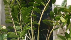 Пройдут года...