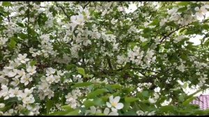 🎼. André Rieu - «And the Waltz Goes On»