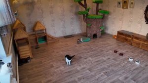 что делают коты когда нас нету анука давай-ка