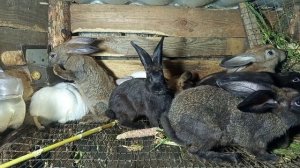 Кролики 87 ...