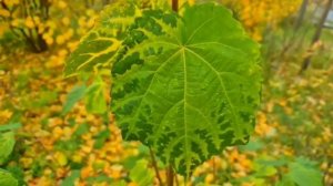 Невеста обомлела узнав в лучшем друге жениха, бывшего любовника...