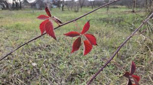 ПРЕКРАСНАЯ ОСЕНЬ РАДУЕТ ПОСЛЕДНИМИ КРАСКАМИ СВОЕЙ ИНДИВИДУАЛЬНОСТИ/ВСПАХАЛИ ОГОРОД/НОВАЯ ТАБЛИЧКА