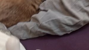 Взлом телеканала Взрыв разнообразия