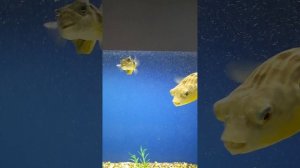 тот самый подводный мир в мега уфа . уфа сегодня 16 11 2025 подводный мир рыба разная в мега уфа