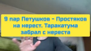 9 ПАР ПЕТУШКОВ - ПРОСТЯКОВ НА НЕРЕСТ. ТАРАКАТУМА ЗАБРАЛ С НЕРЕСТА