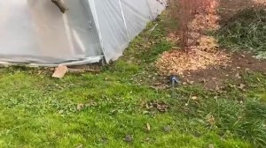 Продолжение про голубику.