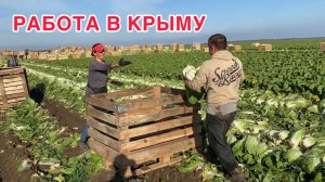Собираем картофель, пекинку 🥬 / ноябрь 2025