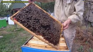 Готовлю пчел в зиму