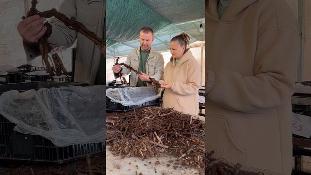 Слепые корни пионов . Розыгрыш среди участников совместной закупки по пионам ! Осень 25 смотреть онлайн