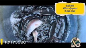 Зарыбление 300 кг форели в вип зону