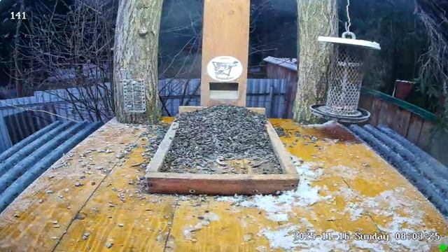 Птички на завтраке .Калуга