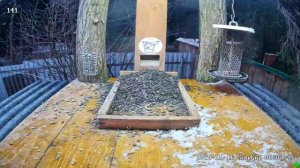 Птички на завтраке .Калуга