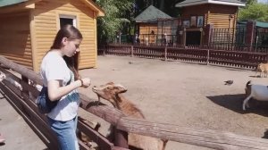 ДЕВОЧКИ КОРМЯТ ЖИВОТНЫХ
