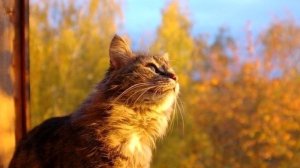 Салют, подруга осень - стихи Виктора Левашова, Ярославль.