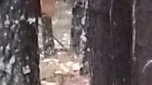 проверка капканов на соболя.16.11.2025г.