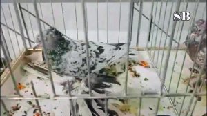 Выставка голубей - праздник голубеводов в Москве 15 ноября 2025 года