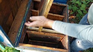 Сильные пчелосемьи.