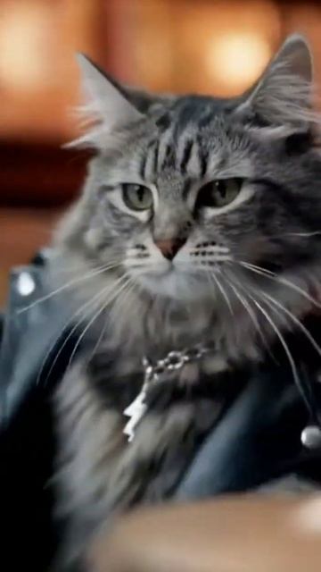 Кот-барабанщик нейросетьзахватитмир прикольныекоты cat веселыекоты котбарабанщик ии иикот ai