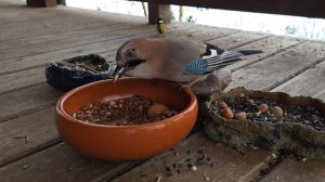 Открытие Птиченькиного кафе. Запись стрима 16.11.25. Зовите котиков!