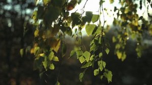 Лиственные деревья - видео футаж