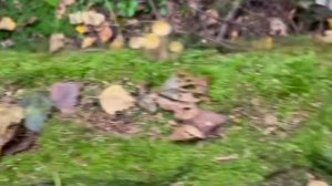 Грибочки гроздьями!🍁🍂🍁