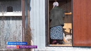 Жители Чеченской Республики помогают котам пережить зиму