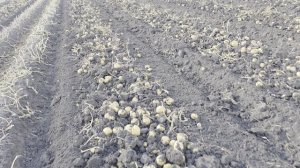 Прибавка +16тон на один га картофеля. Азовский Район С Кулишовка ростовс области. С примен Стартэко