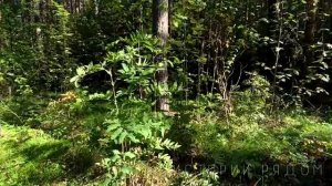 Забытый запах счастья