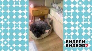 Застрявший пес. Видели видео? Фрагмент выпуска от 16.11.2025