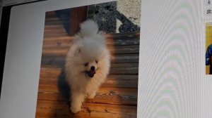 ШПИЦ И СЕАМСКАЯ КОШКА 🍃