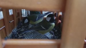 👍🐦⬛ Подкармливаем.