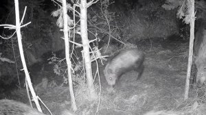 Фото ловушка