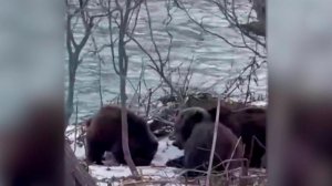 Рыбак отдал весь свой улов медведям на Камчатке: видео