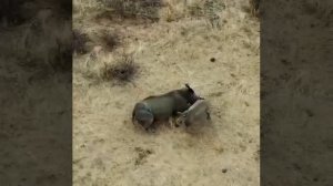 Нетрогайте Маму