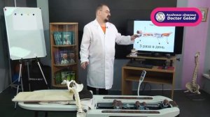 Особенности аппаратного массажа на  N6 Доктор Голод.mp4