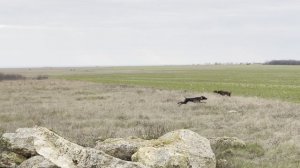 Гучч и Пако. 16.11.25