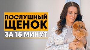 Дрессировка и воспитание щенка дома: с чего начать? 🐶 Воспитание, социализация, команды | Кинолог