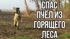 Спасли Пчёл из Сгоревшего Леса
