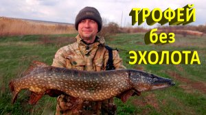 🔥 ОГРОМНАЯ ЩУКА 7 кг ЛОМАЕТ КАМЫШ и НЕ ЛЕЗЕТ в ПОДСАК! Идеальный воблер на щуку O.S.P. RUDRA 🔥