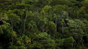Британия отказалась спонсировать продвигаемый ею лесной фонд в Бразилии