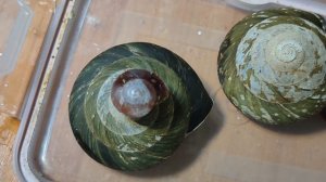 Улитки #экселенсы и улитята от них 16/11/25 #кубинскиедревесныеулитки