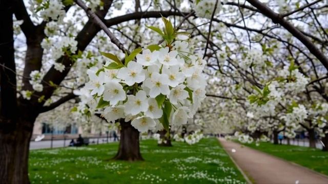 Позвони мне сынок раз в неделю хотя бы смотреть онлайн