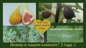 Инжир в нашем климате - реально? Три сорта и два года в одном видео