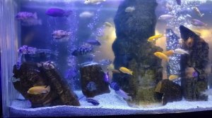 Океанариум 🐠