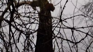 нашел рядом с домом дерево с грибами вешенка