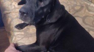 Гарри Ананасов @ Моя Жизнь Кино @ Музей Псов