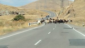 Дорога из ГОРИСА в ЕРЕВАН.Армения.16.09.25. День9.