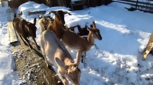 16-11-2025 Я птицу убираю сама / козы кайфуют / пригрозила петуху.